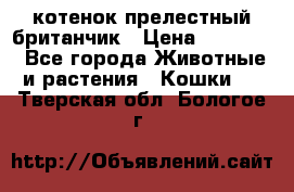 котенок прелестный британчик › Цена ­ 12 000 - Все города Животные и растения » Кошки   . Тверская обл.,Бологое г.